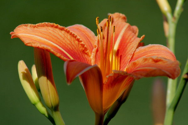 Лилия Шакурова (Сафиуллина)
