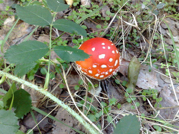 Роман Степика