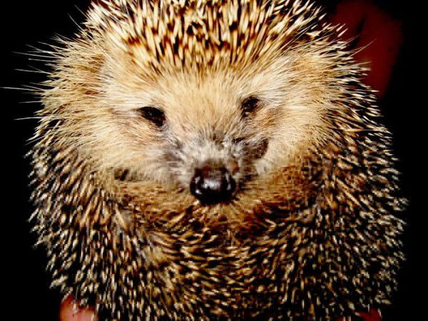 Евгений Ерохин