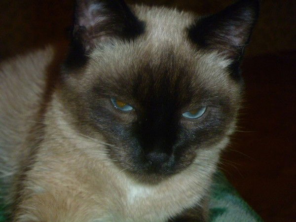 Катерина Белоус