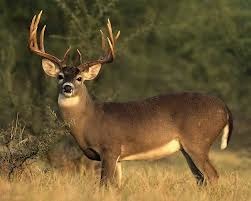 Александр Скорик