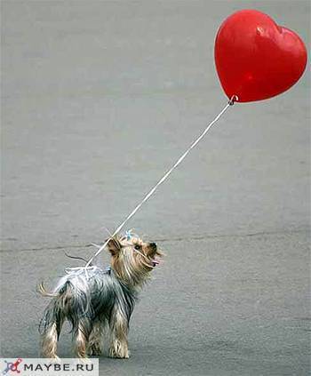 Елена Михеенкова