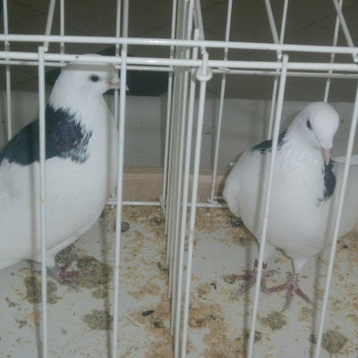 Алексей Срибный