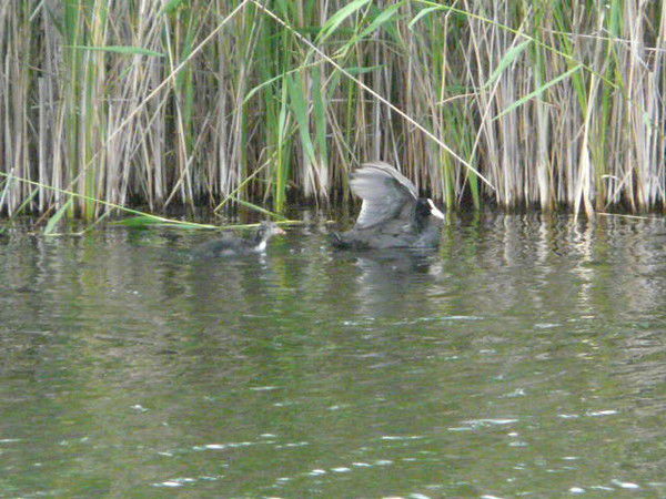 Антон Долганенко