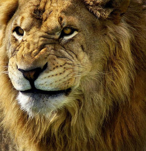 Шумак Константин