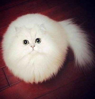 Линочка Полякова