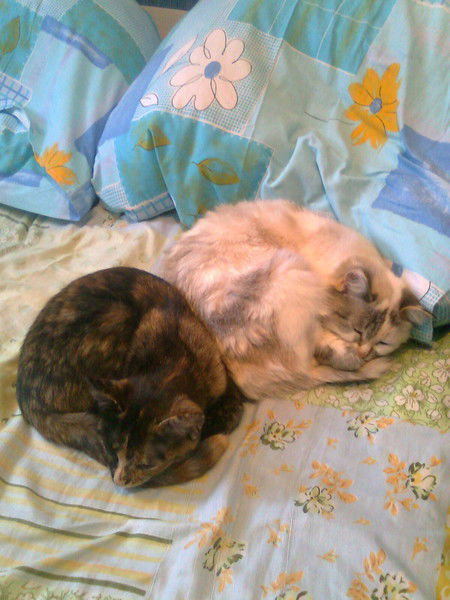 Александр Ожерельев