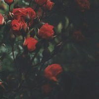 Лилия Аминова