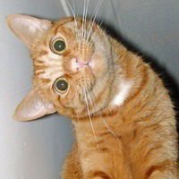 Иван Рыбкин