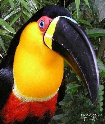 Владимир Туканов