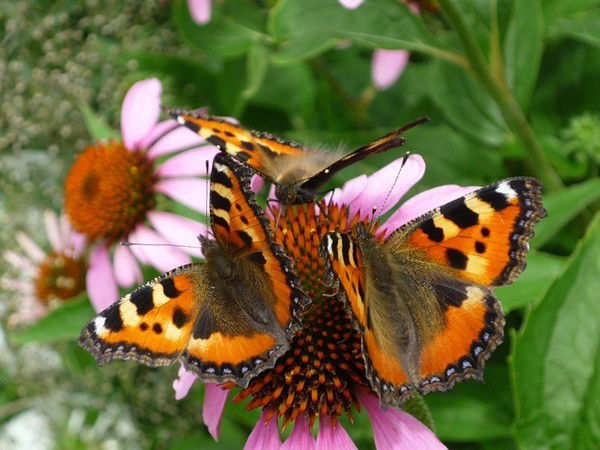 Фурнитура Мебельная Peral