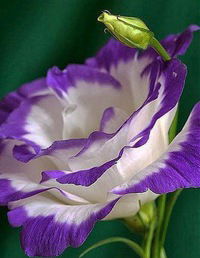 Натуся Сойникова