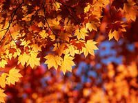 Александр Дмитриенко