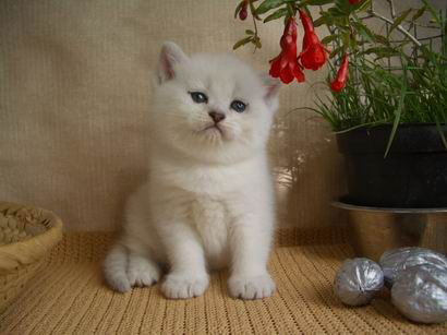 Лили Клименко