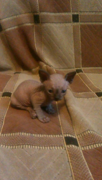 Егор Чубаров