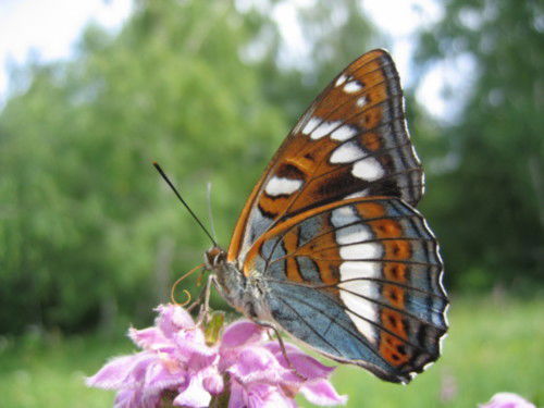 Светлана Светлана