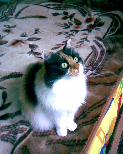 Елена Щетинина