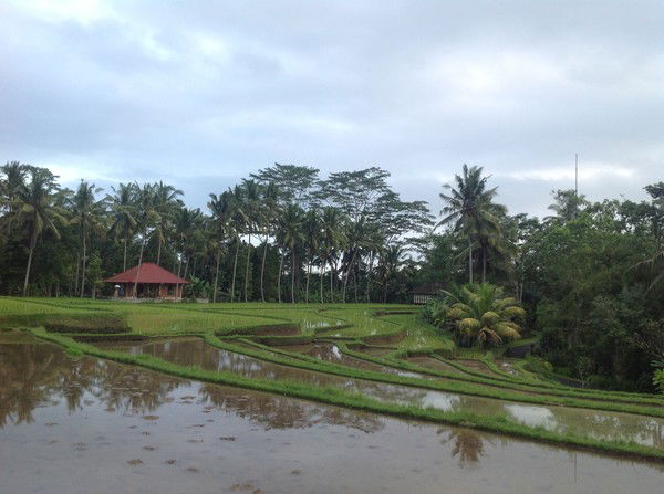 Ольга Рогова