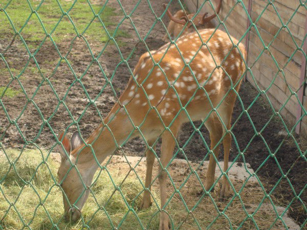 Инга Андреева