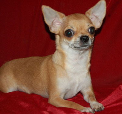 Анастасия Семёнова