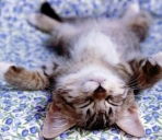 Елена Шергаева