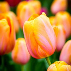 Надежда Рыжало