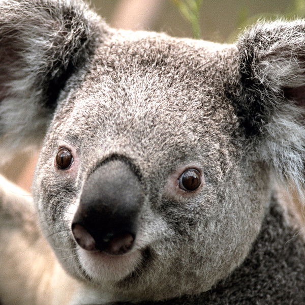 Анна Воронина