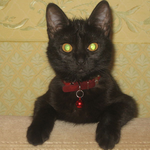 Галина Карлик