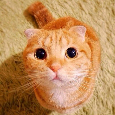 Полина Котова