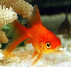 Виктори !!!!!!!!!