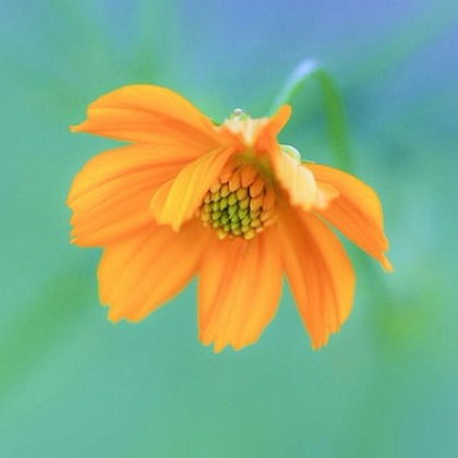 Александра Валерьевна