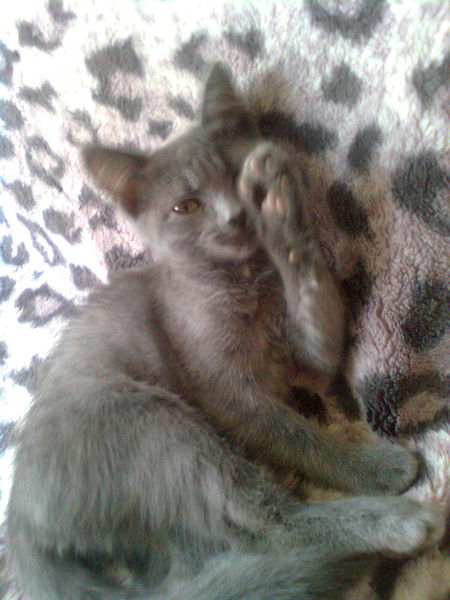 Татьяна Макарчева