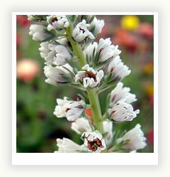 Резеда Юмагузина