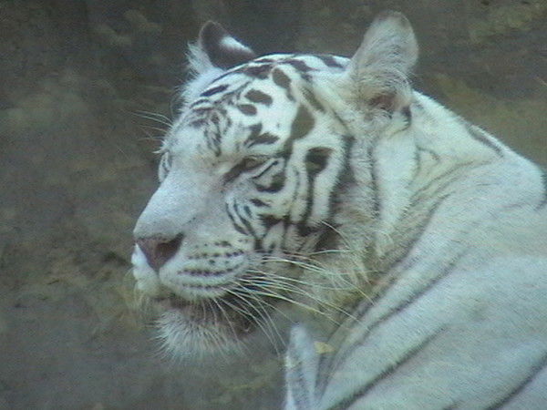 Михаил Князев