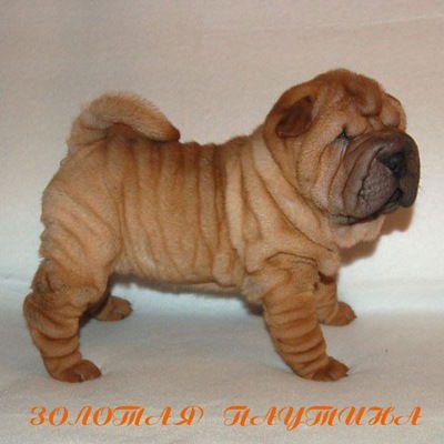 Кристина Ворочаева