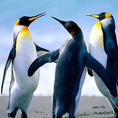 Денис Долгий