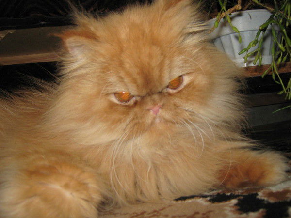 Ирина Сафонова