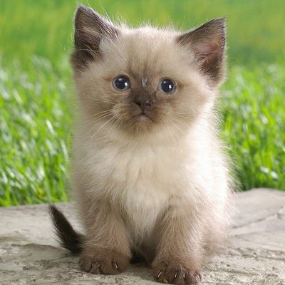 Женя Колоколов