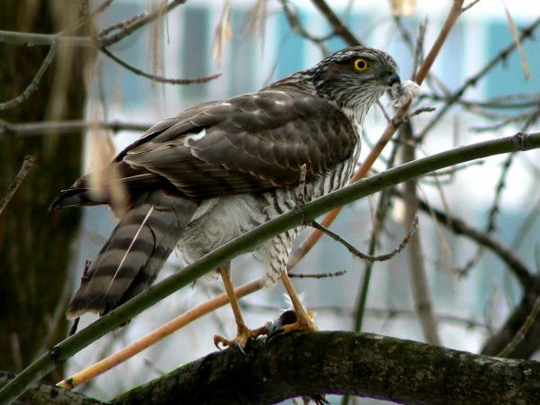 Виталий Букреев
