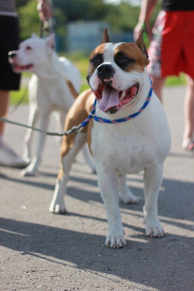 Светлана Аполевская