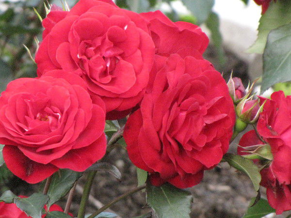 Надя Каплуновская