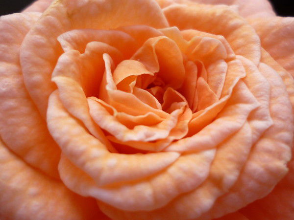 Рита Макаренко