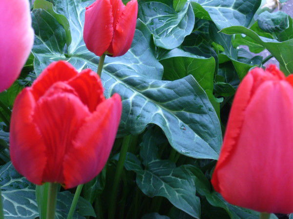 Иван Костюков