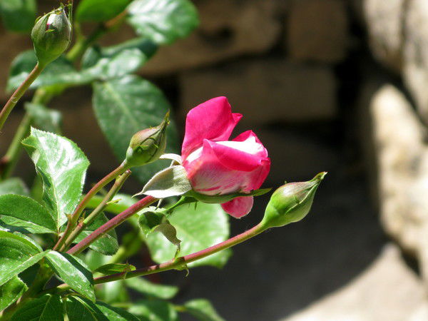 Ольга Бурнаева