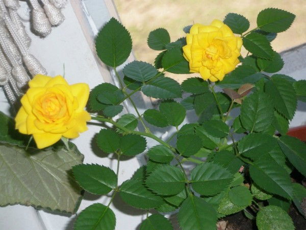 Гузель Кинзябулатова