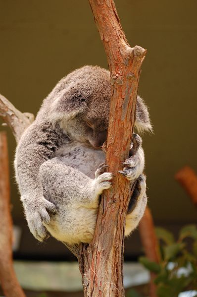 Олег Киселёв