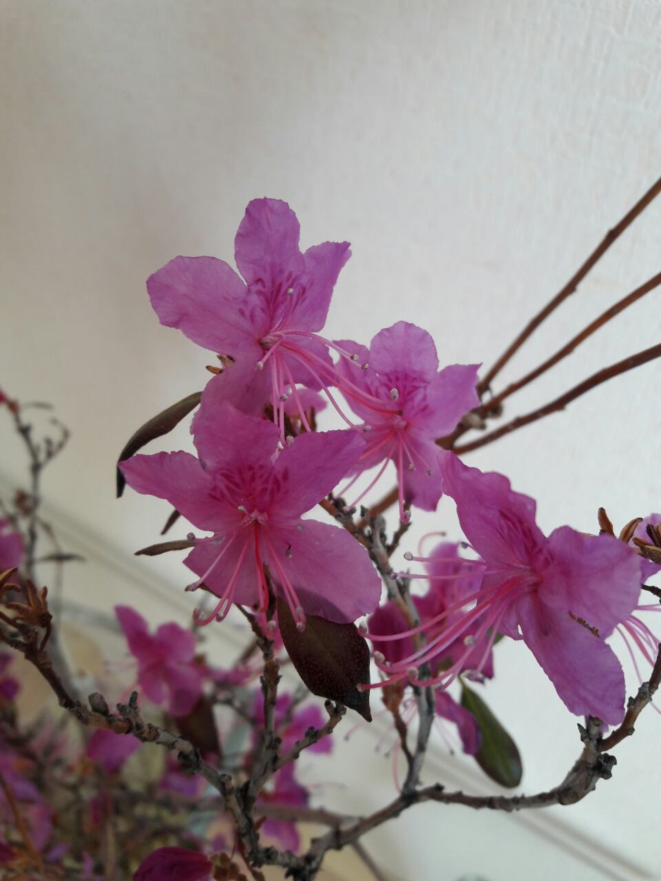 Амбивалентность