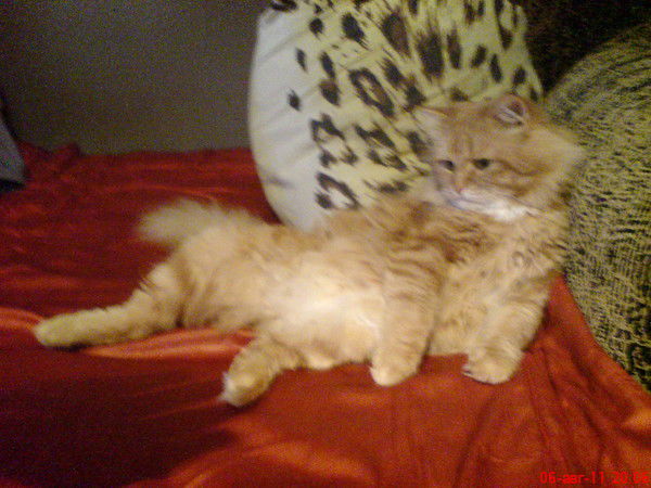 Анатолий Lik