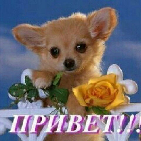 Анечка Исаева