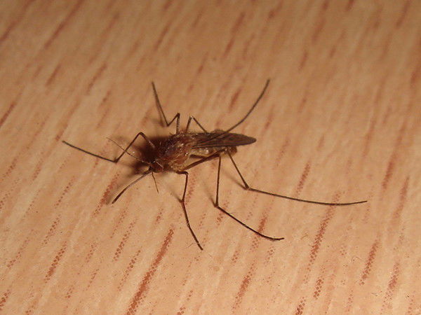 Анна Грачева